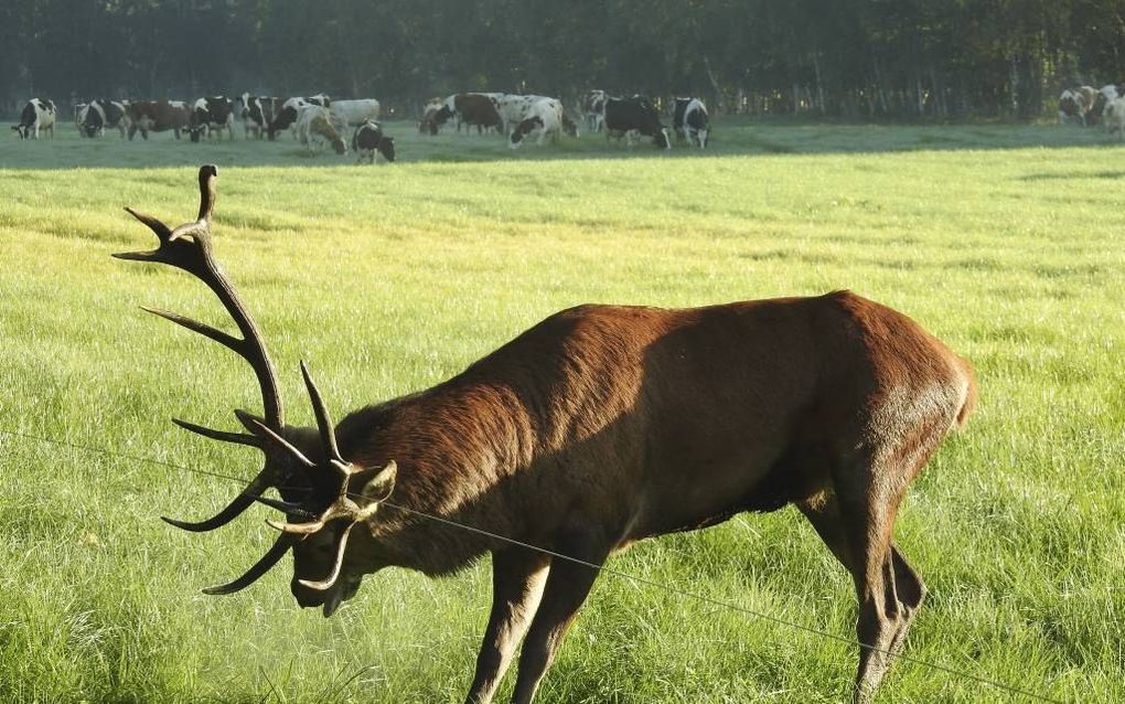 LEUVENUM. Een edelhert zit vast in de staaldraden van een raster in Leuvenum, tussen Ermelo en Elspeet. Vrouwtjesherten, hindes, springen tussen de draden door, maar een mannetje met gewei raakt dan vast.  Foto Henk den Hartog