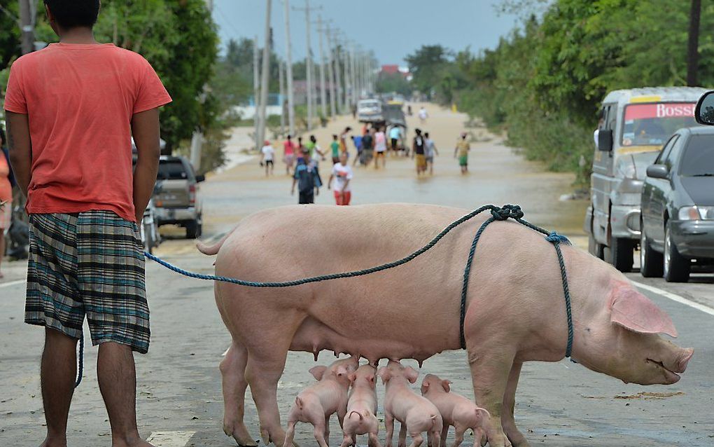 Een inwoner van het Filipijnse Santa Rosa loopt maandag met zijn geredde varkens over een ondergelopen autoweg, een dag nadat de tyfoon Koppu de Filipijnen trof. beeld AFP