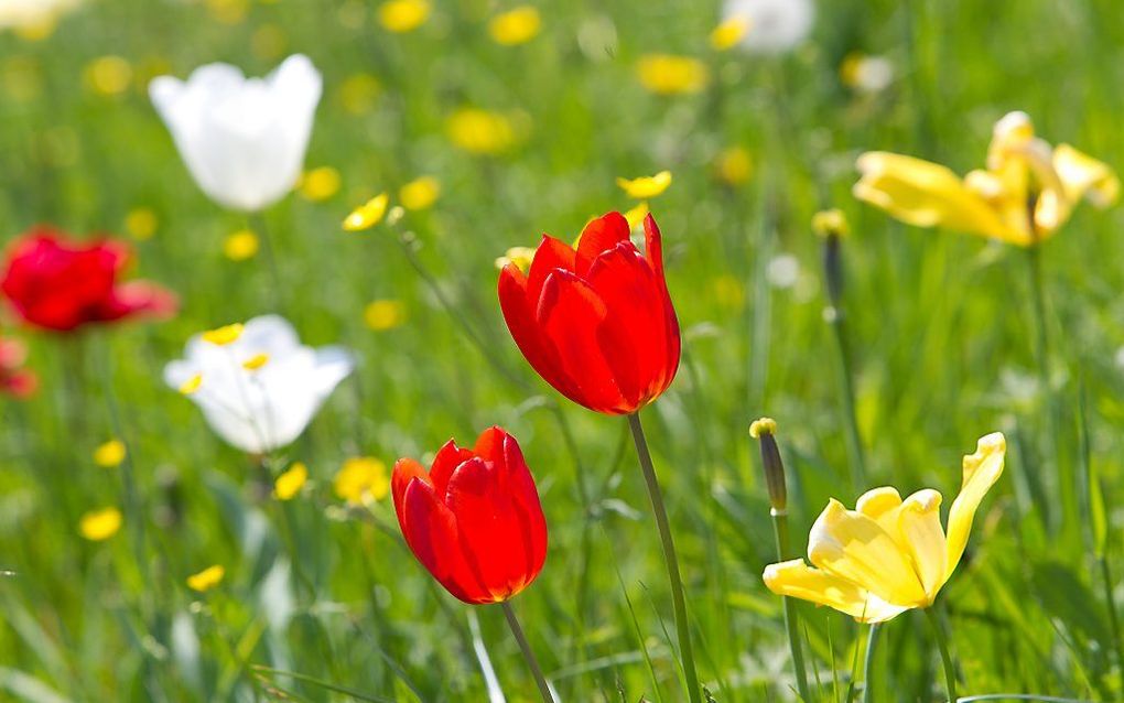 ”Gul, eerlijk en groen. Een mooi motto om samen de lente mee in te gaan." beeld RD, Anton Dommerholt