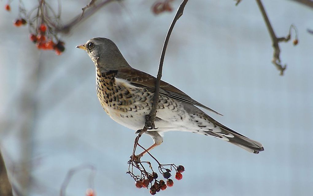 De Nationale Vogeltelling is een idee van Vogelbescherming Nederland. beeld Wikimedia Commons