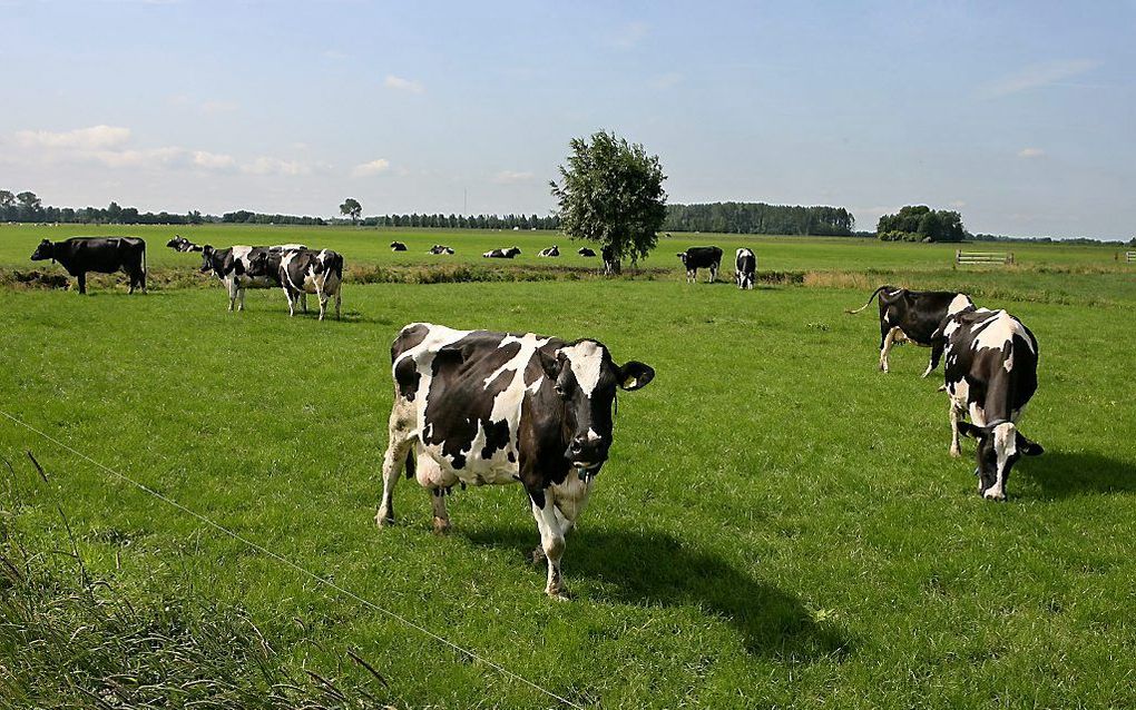 DEN HAAG. De Nederlandse melkveehouderij moet inkrimpen. De invoering van fosfaatrechten zal een deel van de bedrijven de das om doen, bleek donderdag tijdens een hoorzitting in de Tweede Kamer.  beeld RD, Anton Dommerholt