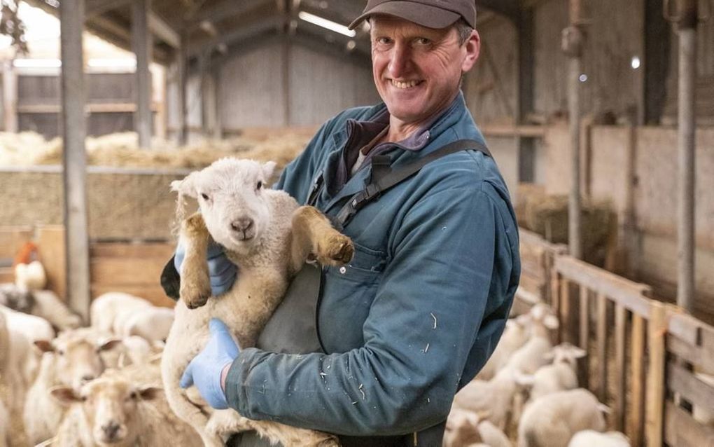 Landschapsbeheerder Jan Kaljouw uit Middelburg met één van zijn 945 lammetjes. beeld Dirk-Jan Gjeltema