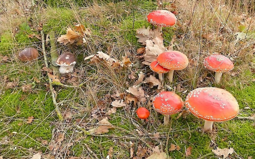 De eetbare eekhoorntjesbrood (links) naast de giftige vliegenzwam (rechts). beeld RD