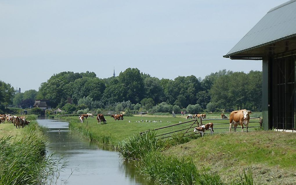 beeld Kees van Reenen