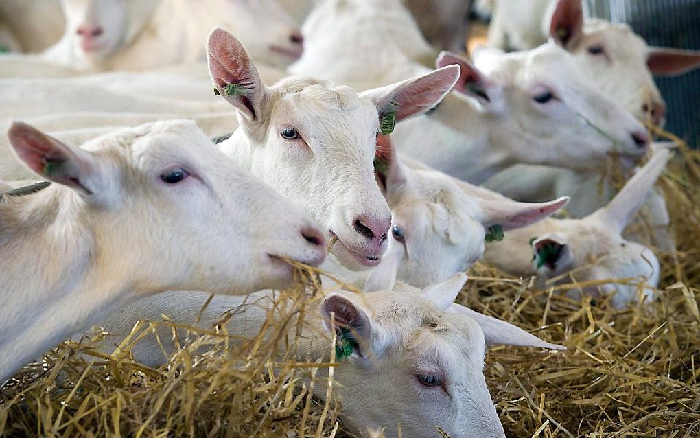 Q-koorts wordt veroorzaakt door een bacterie die via de lucht na inademing van dieren op mensen kan overgaan. In Nederland waren tussen 2007 en 2011 vooral besmette melkgeiten en melkschapen de besmettingsbron. beeld ANP, Lex van Lieshout