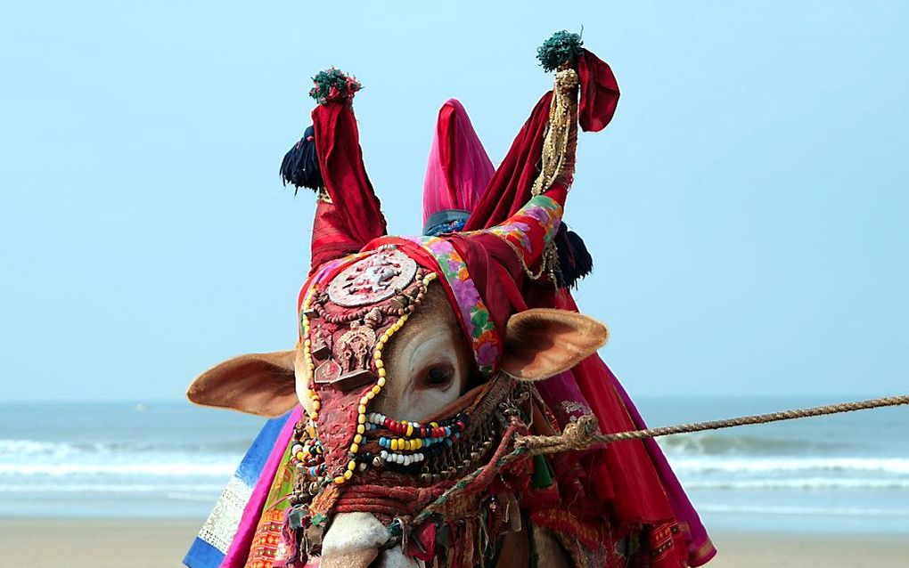 De heilige koe in India.                        beeld iStock