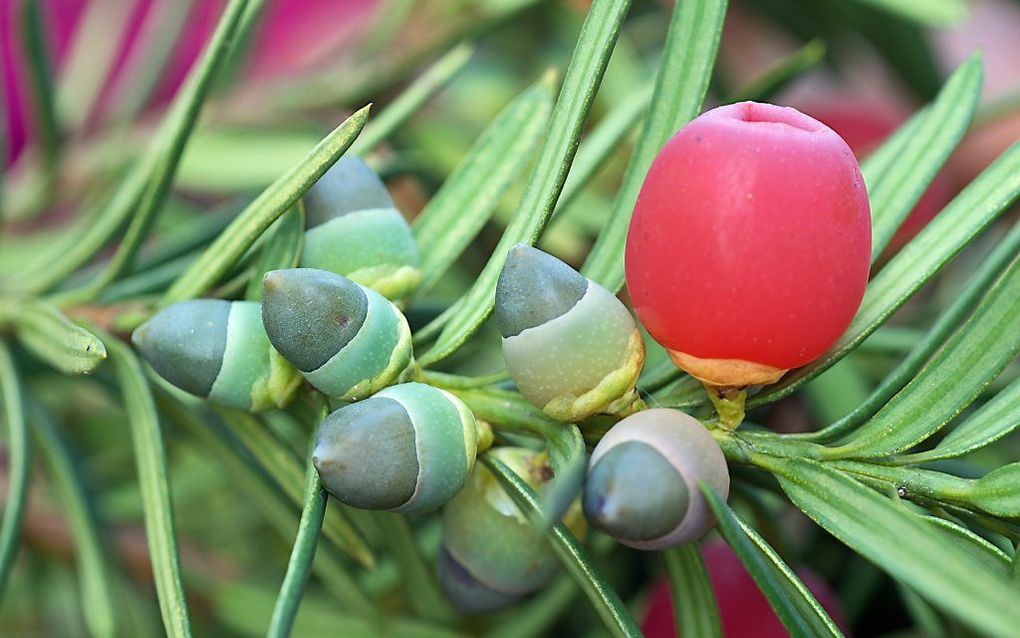 „Het is niet zo vreemd dat de taxus kan helpen in de bestrijding van kanker, want de naalden en pitten van deze boom zijn extreem giftig voor mensen en dieren.” beeld iStock