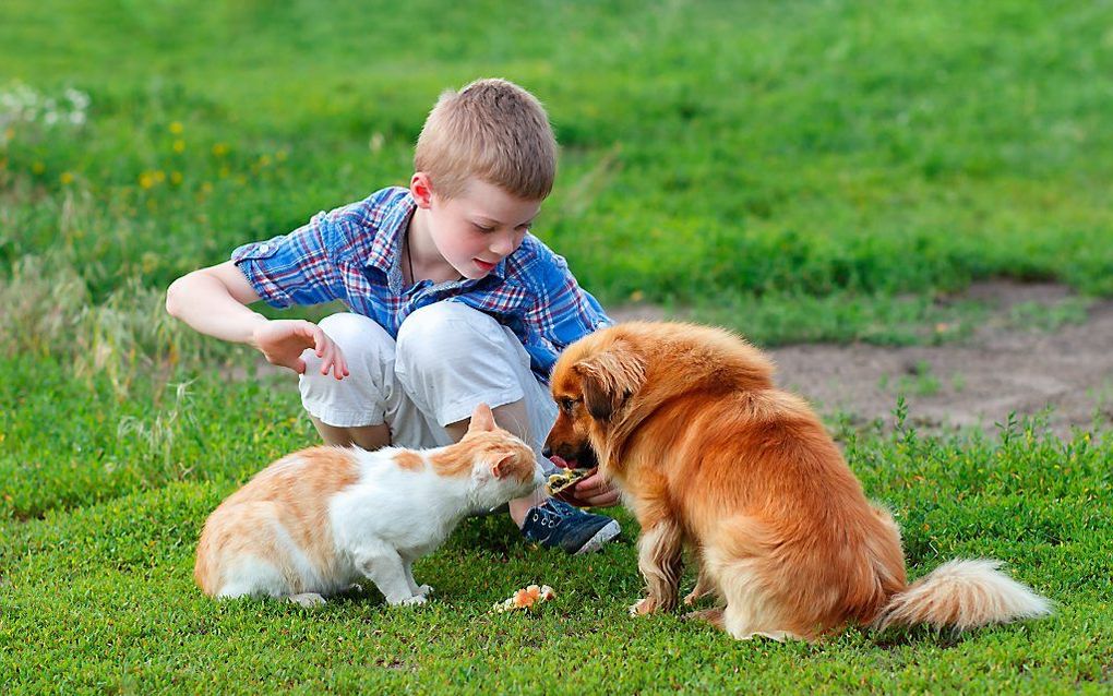 „Onze huisdieren worden over het algemeen vertroeteld als huisgenoten.” beeld iStock