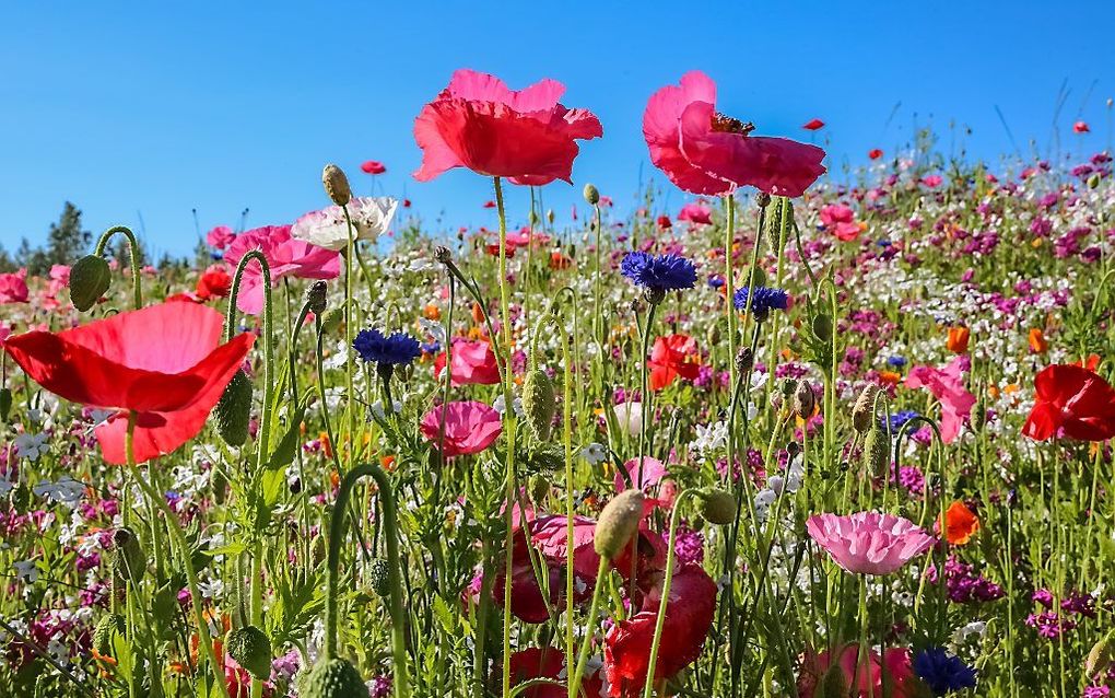 beeld iStock