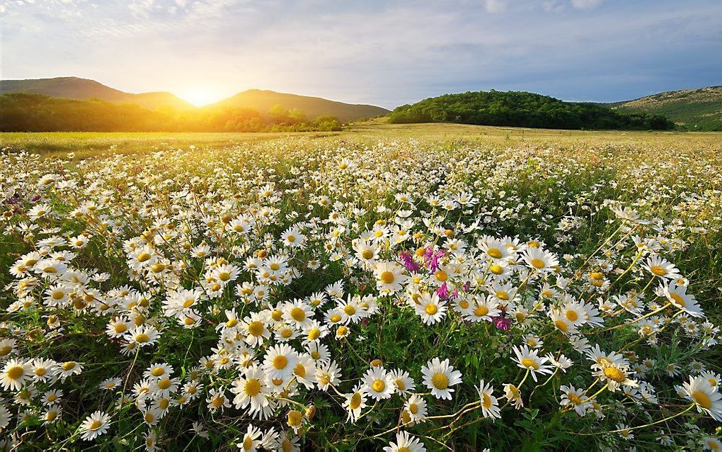 „Als we in deze tijd zien hoe de bloemknoppen opengaan en een heerlijke geur verspreiden, als we vogels blijmoedig horen fluiten en als de warme zonnestralen ons bereiken, bepaalt dat ons bij de activiteit van de Heilige Geest.” beeld iStock