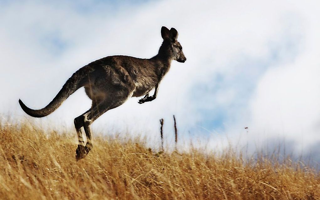 beeld iStock