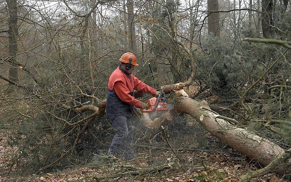 beeld Archief Bomenkap