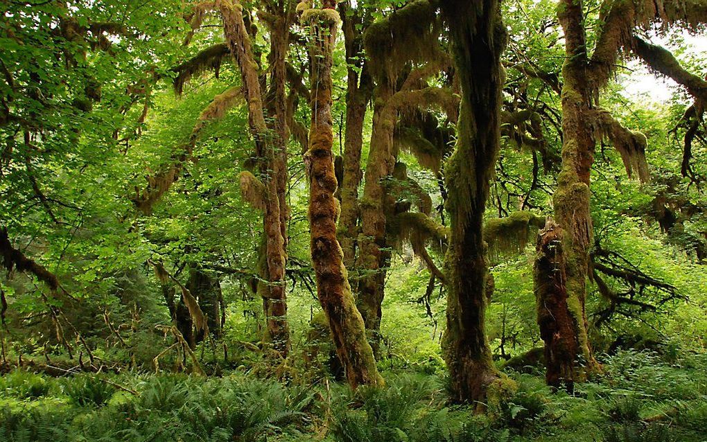 De ECO coin maakt duurzaam gedrag economische beslissing. Daardoor is regenwoud kappen niet per definitie de meest aantrekkelijke keuze voor een Braziliaanse boer die een plantage wil aanleggen. beeld ANP