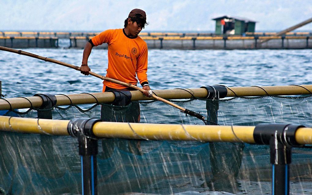 Tilapiakwekerij in Indonesië. beeld WWF