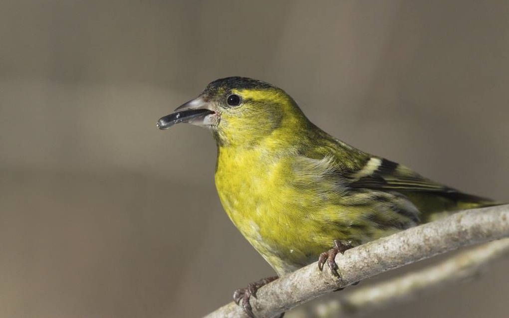  Lucht Tijdens Vogeltelling Zwanger Van Roepjes En Geluiden 