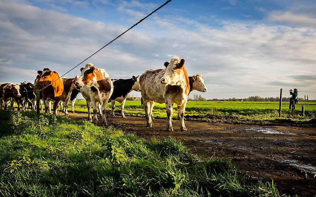 „De Bijbel zegt veel over omgang met dieren” „De Bijbel zegt veel over omgang met dieren”