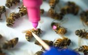 Een onderzoeker markeert bijen die behandeld zijn met glyfosaat. De insekten bleken gevoeliger te worden voor infecties.  beeld University of Texas