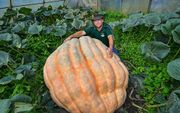 Pompoenenboer Oliver Langheim in het Duitse Furstenwalde kweekte een pompoen van 550 kilo. beeld EPA