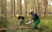 ”Ook in Nederland legt bos het af tegen economische belangen en de mythe van terug naar toen. Landgoederen moeten worden omgetoverd naar ”zoals het vroeger was”. Dus zagen maar." beeld André Dorst