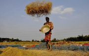 Een boer want het rijst in het noordoosten van India. beeld AFP
