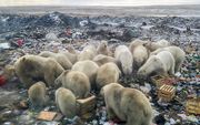 IJsberen in het Noordpoolgebied zijn in de buurt van het Russische Beloesja Goeba op zoek naar voedselresten. In het gebied is de noodtoestand uitgeroepen nadat tientallen beren huizen en overheidsgebouwen zijn binnengedrongen. beeld AFP