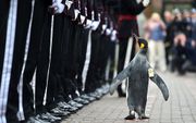 Een koningspinguïn uit de dierentuin van het Schotse Edinburgh heeft het tot brigadegeneraal in het Noorse leger geschopt. De mascotte van de lijfwacht van de Noorse koning werd maandag bevorderd. beeld AFP