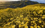 Gele Coreopsis bedekken de heuvels van de Carrizovlakte. beeld AFP