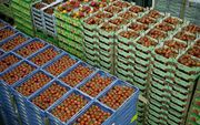 Kisten vol tomaten bij The Greenery in Bleiswijk. beeld ANP, Koen Suyk