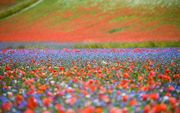 Hoogvlakte in bloei bij het Italiaanse Castelluccio di Norcia, in het nationaal park Monti Sibillini. beeld EPA