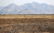 Dode pistachebomen als gevolg van droogte in het zuiden van Iran. beeld AFP