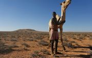 Ali Asair met een kameel in de Somalische regio Puntland. Ali legde honderden kilometers af, op zoek naar een plek waar zijn dieren kunnen grazen. beeld EPA