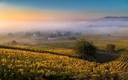 Wijngaarden in het ochtendlicht bij het Oost-Franse Wolxheim. beeld AFP