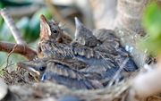 Merels in een nest. beeld Fotolia