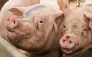 De varkenshoudersorganisaties NVV en LTO gaan definitief samen. beeld RD, Anton Dommerholt