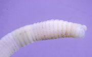 Fosforworm. beeld Ton van Haaren
