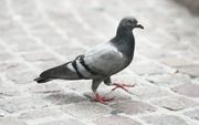 Krimpen aan den IJssel gaat ”overlast" door duiven aanpakken. beeld AFP