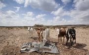 Dieren drink water in de door droogte getroffen regio Afar, in het noordoosten van Ethiopië. beeld ANP