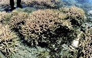 Drooggevallen koraal.
