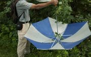 Een entomoloog vangt insecten uit een boom op met een paraplu. beeld Roy Kleukers