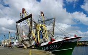 Stakende Zeeuwse kotters in de haven van Vlissingen in 2014. De visserij zat toen in een diep dal door een combinatie van dure gasolie en lage visprijzen. Dat jaar kregen 42 extra Nederlandse schepen ontheffing voor de pulsvisserij, die onder meer tot een