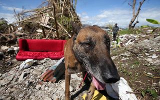 Nederlandse speurhonden hebben zaterdag op de Filipijnen voor het laatst gezocht naar slachtoffers van de cycloon die het land ruim drie weken geleden trof. beeld ANP