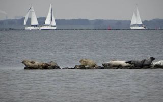 Zeehonden op de Stampersplaat in het Grevelingenmeer. Foto Kees de Kraker