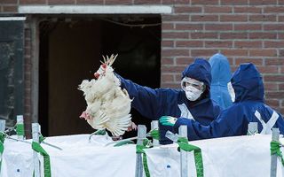 Medewerkers van de Nederlandse Voedsel- en Warenautoriteit ruimen de kippen. Beeld ANP