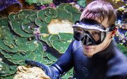 Een medewerker van Burgers Zoo haalt koralen uit het bassin. Meer dan 300 zelf gekweekte koralen, zeeanemonen en koraalvissen worden verscheept naar Engeland, waar de dieren worden geschonken aan London Aquarium en Chester Zoo. beeld ANP