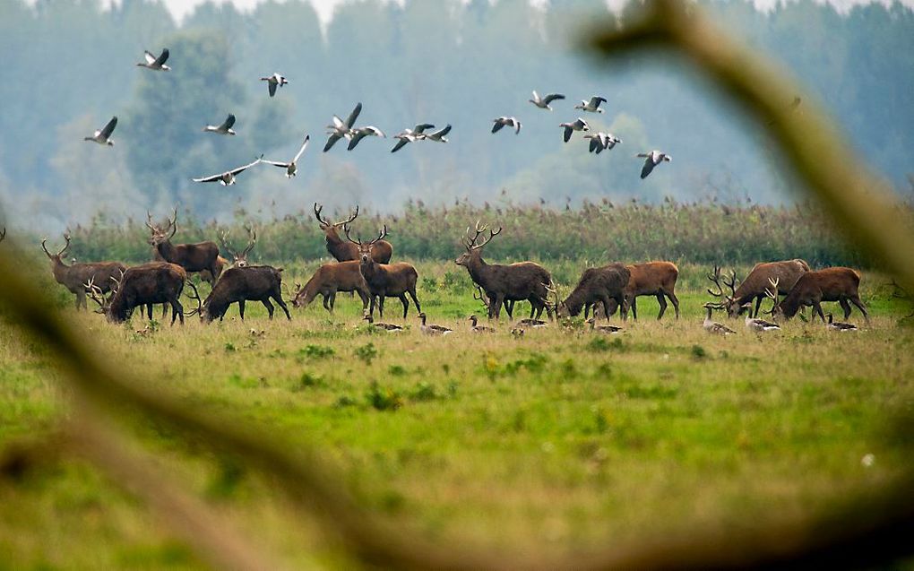 Grote grazers in de Oostvaardersplassen. beeld ANP