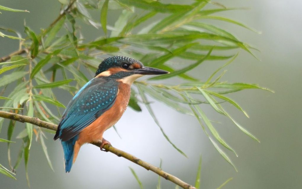 IJsvogel. Foto Theo Bronkhorst