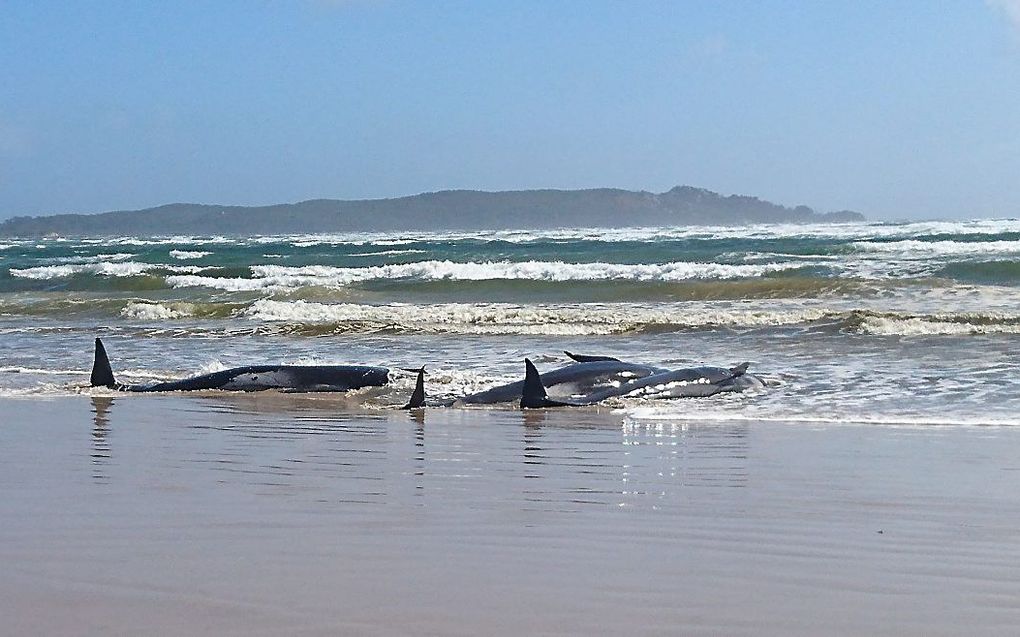 beeld AFP, Tasmania Police