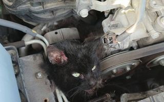 Een zwarte kat met lichte ogen zit vast in het motorblok van een auto.