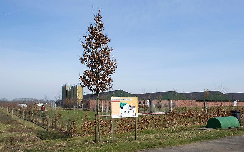 Varkensstal in Brabant. beeld ANP