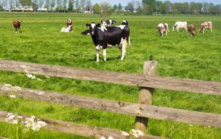 Koeien in de wei in Friesland. Als de Natuurherstelwet door de EU aangenomen wordt, moeten boeren 10 procent van hun grond uit productie nemen en inrichten met struikjes en bloemenbermen. Europarlementsleden en lidstaten, waaronder Nederland, vinden het plan te ver gaan. beeld Getty Images 